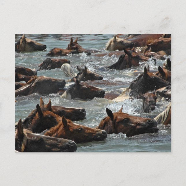 Chincoteague Pony Swim Postkarte (Vorderseite)