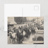 Chincoteague-Pony-Vintage-1941-Postkarte