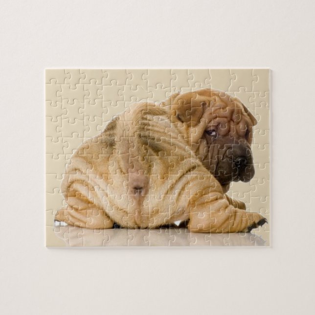 Chinese Shar-pei Hündchen (Horizontal)