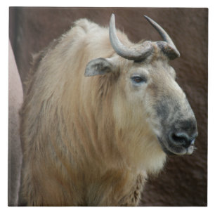 chinese-takin-5 fliese