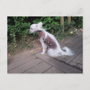 Chinesisch_Crested_Dog sitzend.png Postkarte