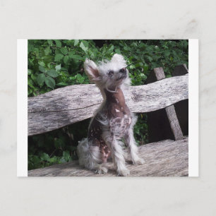 Chinesisch_Crested_Dog Sitzung 2.jpg Postkarte