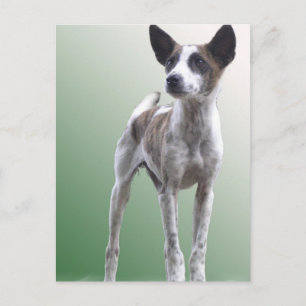 Chinesisch entworfene Show Hund Postkarte