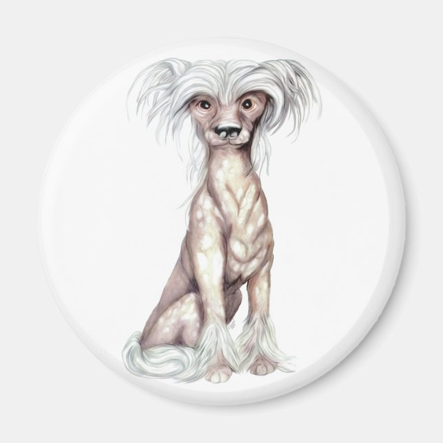 Chinesisch hairless magnet (Vorne)