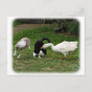 Chinesisch, mit Katze und Gans 9P31D-67 kreiert Postkarte