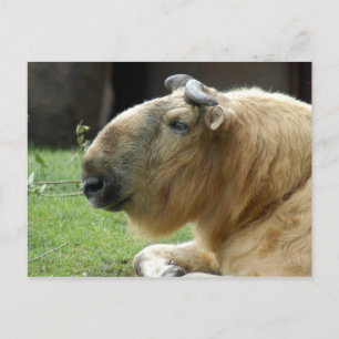 Chinesisch-Takin-4 Postkarte