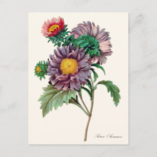 Chinesische Aster-Blüten Postkarte