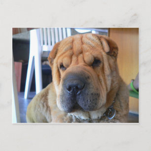 Chinesische Birne Postkarte