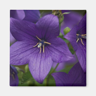 Chinesische Blüte Magnet