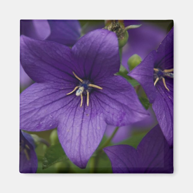 Chinesische Blüte Magnet (Vorne)