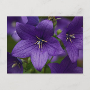 Chinesische Blüte Postkarte