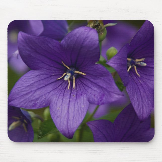 Chinesische Glockenblume Mousepad (Vorne)