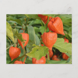Chinesische Laternen (Physalis alkekengi) Postkarte