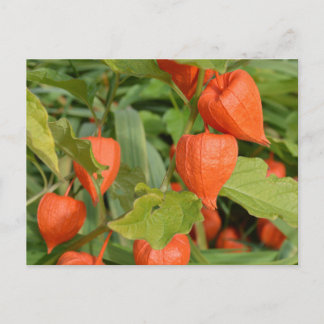 Chinesische Laternen (Physalis alkekengi) Postkarte