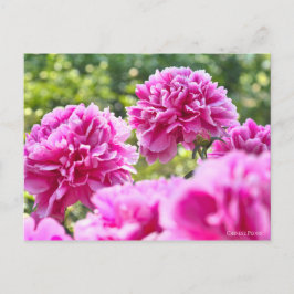 Chinesische Peelingkarte] ポ ト ス. ド Postkarte