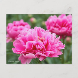 Chinesische Peelingkarte] ポ ト ス. ド Postkarte