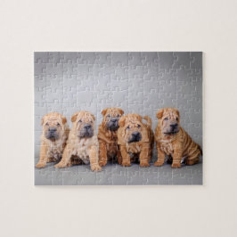 Chinesische Shar-Pei-Welpen