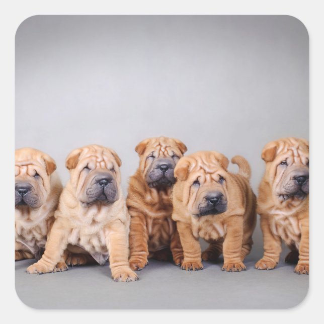Chinesische Shar-Pei-Welpen Quadratischer Aufkleber (Vorderseite)