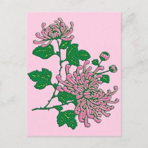 Chinesische Spinnen-Chrysanthemen - zartrosa Postkarte