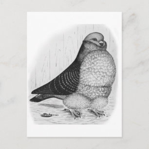 Chinesische Taubenfarbe Zeichnend Postkarte