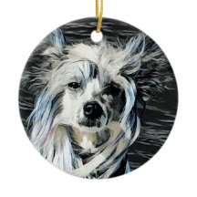 Chinesischer Crested Hund