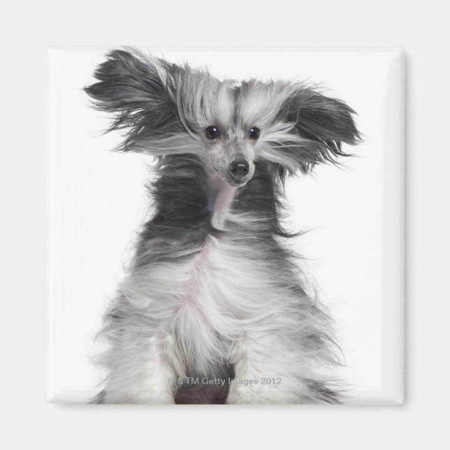 Chinesischer Hund (15 Monate alt) im Wind Magnet (Vorne)