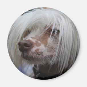 Chinesischer Hund Magnet