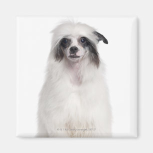 Chinesischer Hund mit Haube (7 Monate alte) Magnet