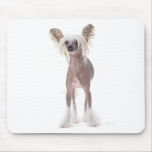 Chinesischer Hund mit Haube Mouspad Mousepad