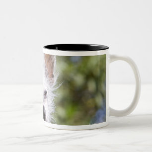 CHINESISCHER HUND MIT HAUBE (UNBEHAART) ZWEIFARBIGE TASSE