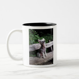 Chinesischer Hund mit Haube Zweifarbige Tasse