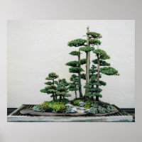 Chinesischer Juniper Bonsai Forest