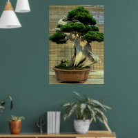 Chinesischer Juniper Bonsai Tree