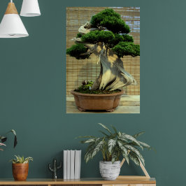 Chinesischer Juniper Bonsai Tree Poster