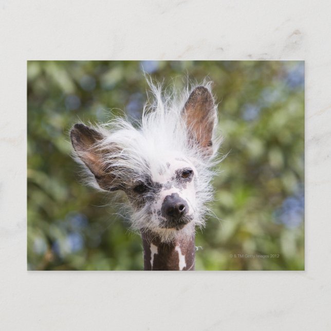 CHINESISCHER KRESTIERTER HUND (HAIRLESS) POSTKARTE (Vorderseite)