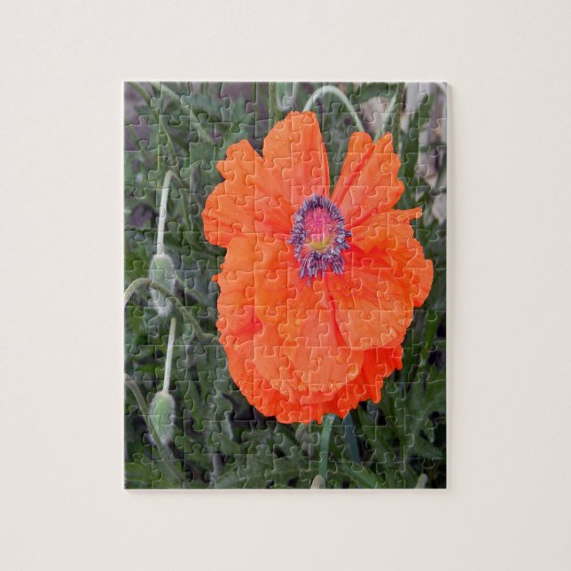Chinesischer Mohn.... (Vertikal)