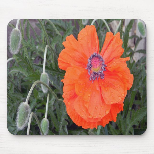 Chinesischer Mohn.... Mousepad (Vorne)