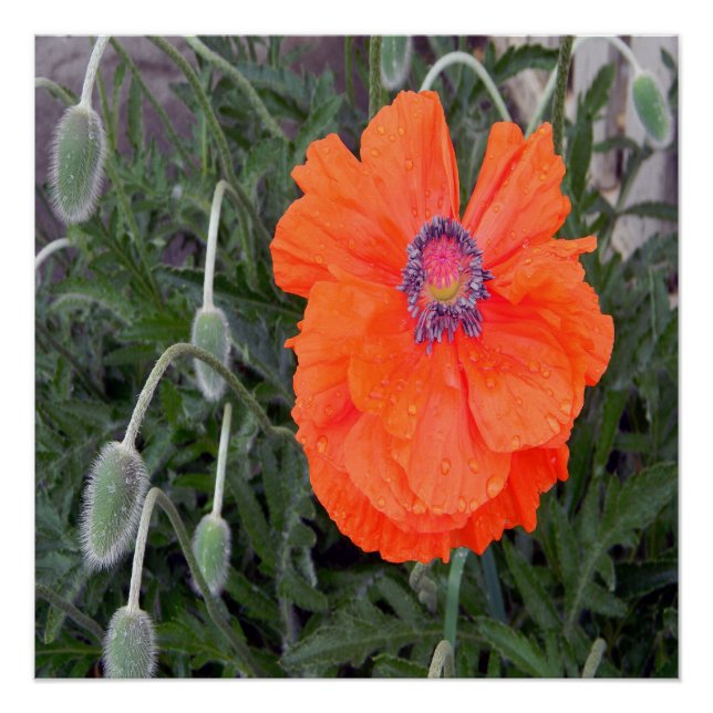 Chinesischer Mohn.... Poster (Vorderseite)