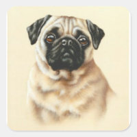 Chinesischer Mops