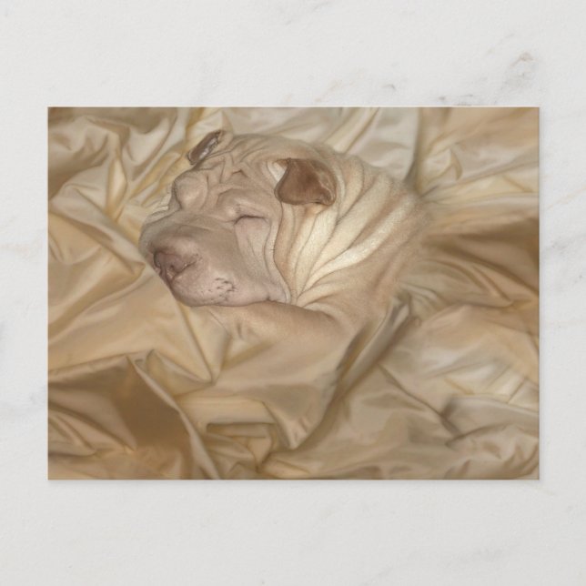 Chinesischer Shar Pei in Falten eingefangen Postkarte (Vorderseite)