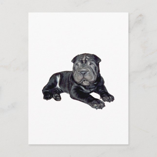 Chinesischer Shar Pei - schwarzer Welpe Postkarte (Vorderseite)