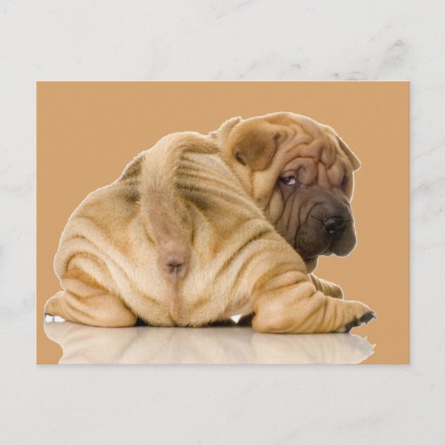 Chinesischer Shar-pei-Welpenhund Postkarte (Vorderseite)