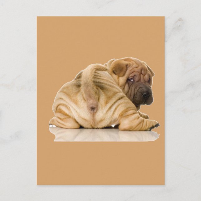 Chinesischer Shar-pei-Welpenhund Postkarte (Vorderseite)