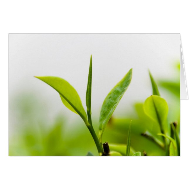 Chinesischer Teebaum, "Bud and Two Blätter" (Shoot (Vorderseite (Horizontal))