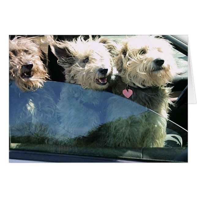 Chinesisches Essen gewartet (Vorderseite (Horizontal))