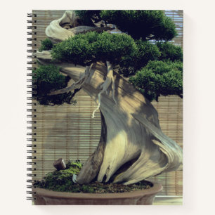 Chinesisches Juniper Bonsai Tree Foto Notizbuch