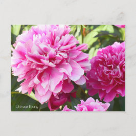 Chinesisches Peony [Postcard] Postkarte