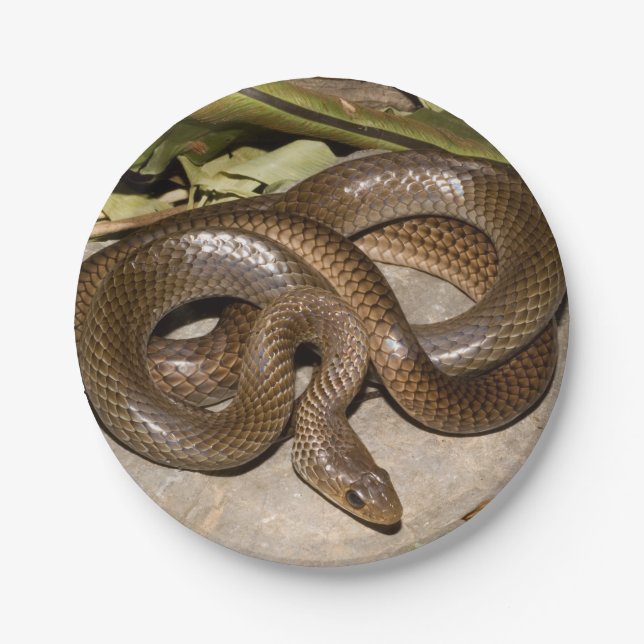 Chinesisches ratsnake pappteller (Vorderseite)