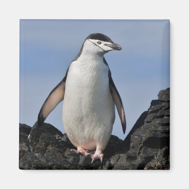 Chinnie Magnet (Vorne)