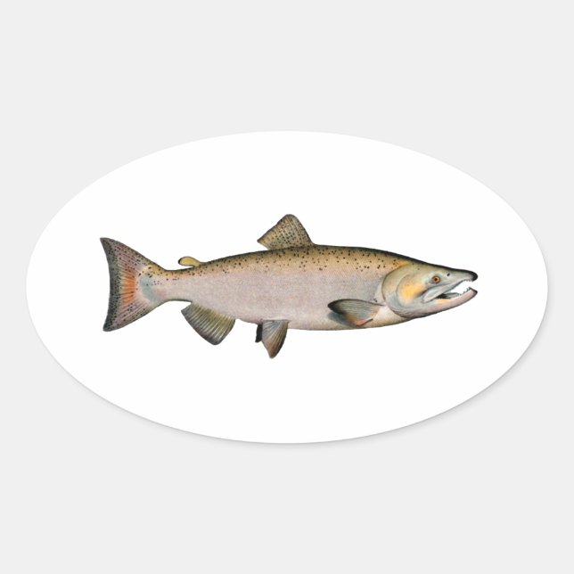 Chinook - König Lachs (Laichphase) Ovaler Aufkleber (Vorderseite)